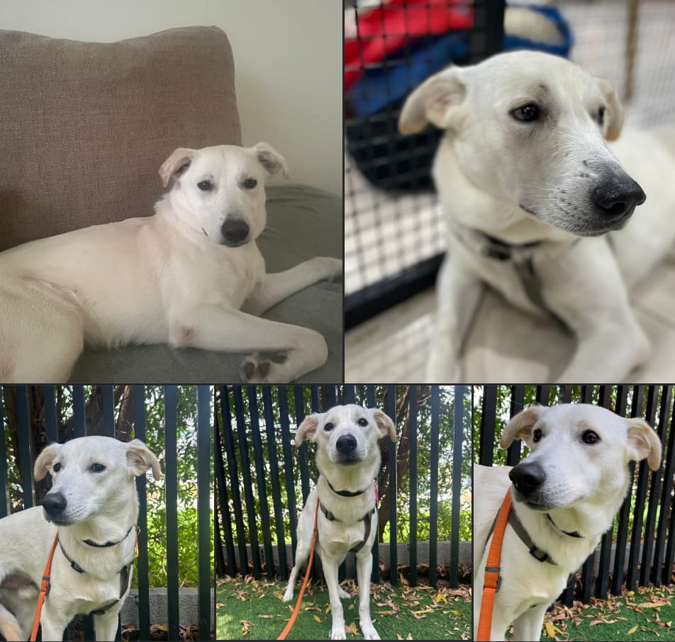 Max