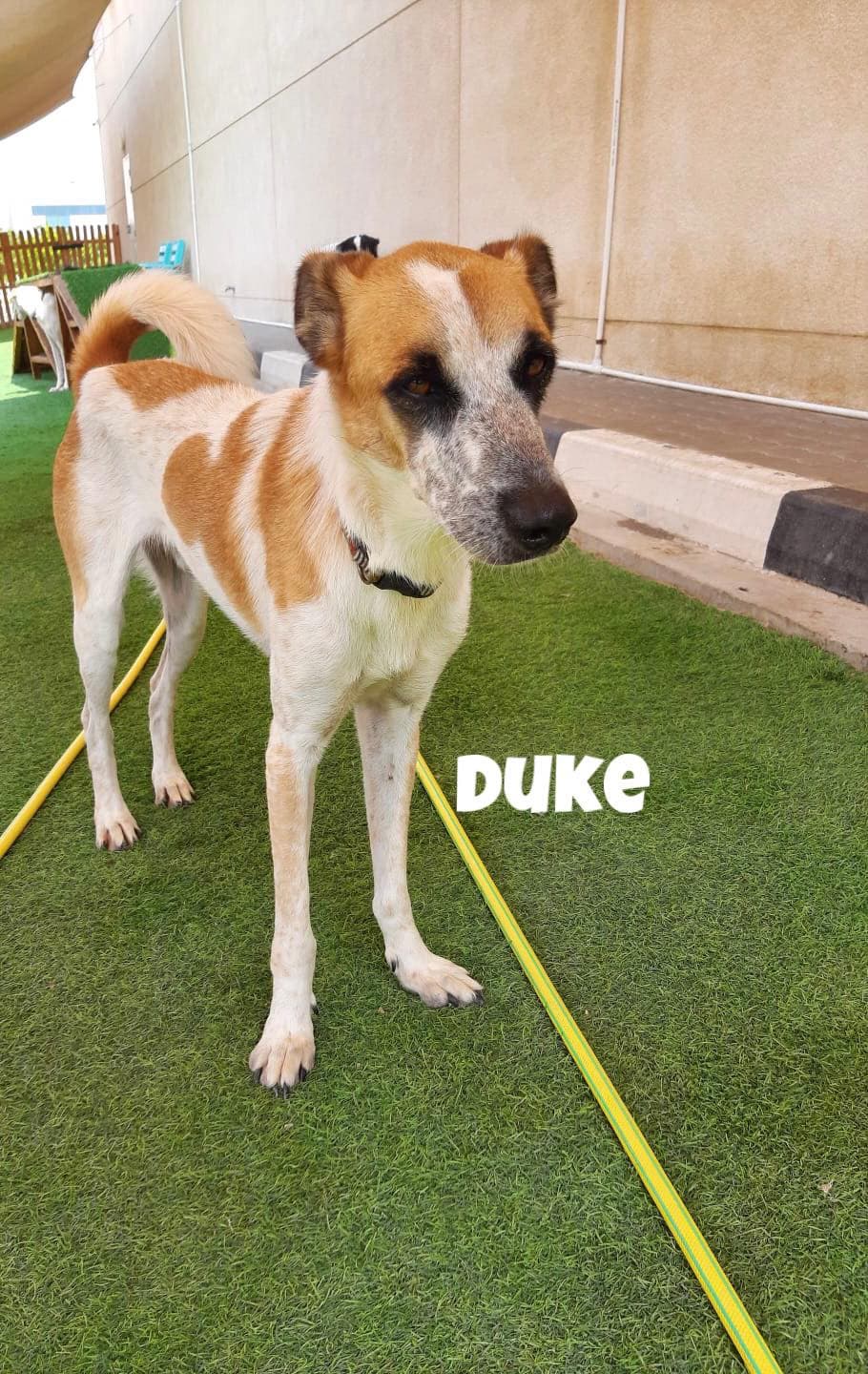 Duke
