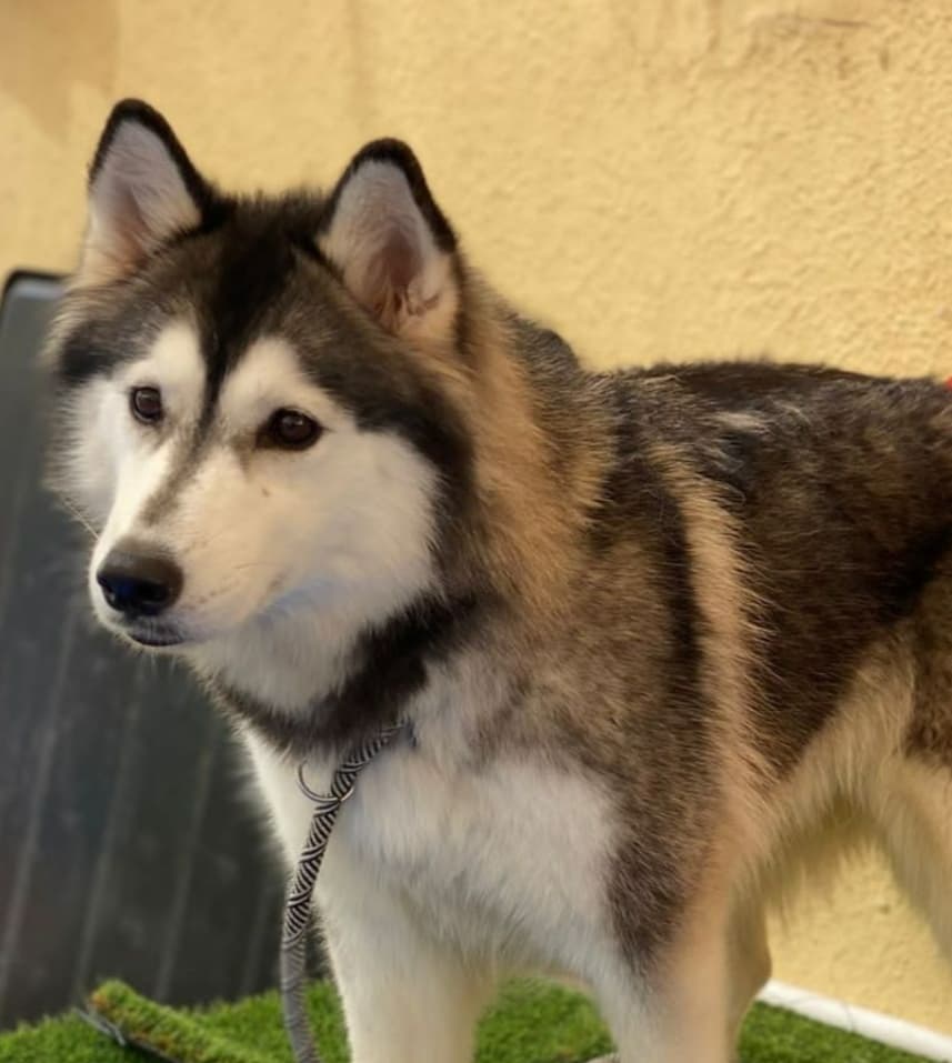 Bella