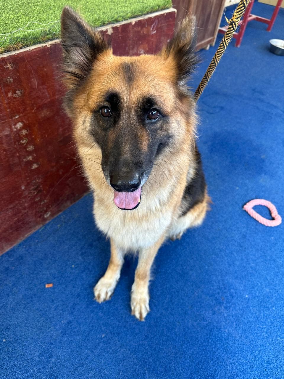 Lulu